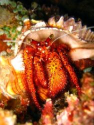 Hermit Crab- This shot was taken during a night dive in C... by Vladimir Bravo 